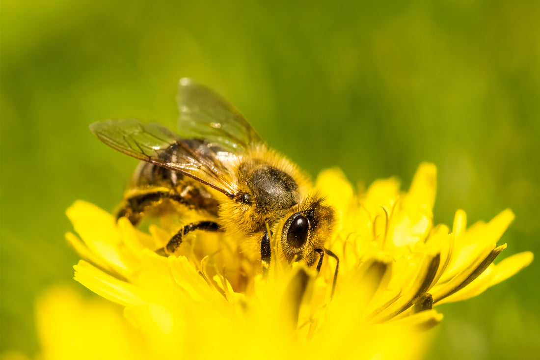 World Bee Day: 5 Ways to Save the Bees 🐝